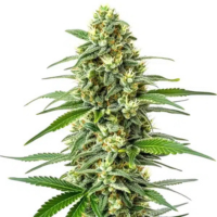 Amnesia – θρυλική ποικιλία κάνναβης με κυριαρχία Sativa