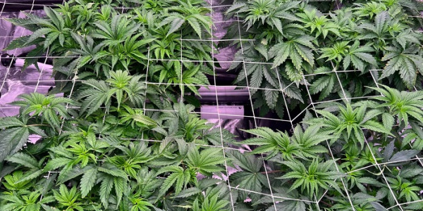 Μέθοδοι Καλλιέργειας ScrOG και SOG – Πώς να τις κάνετε;
